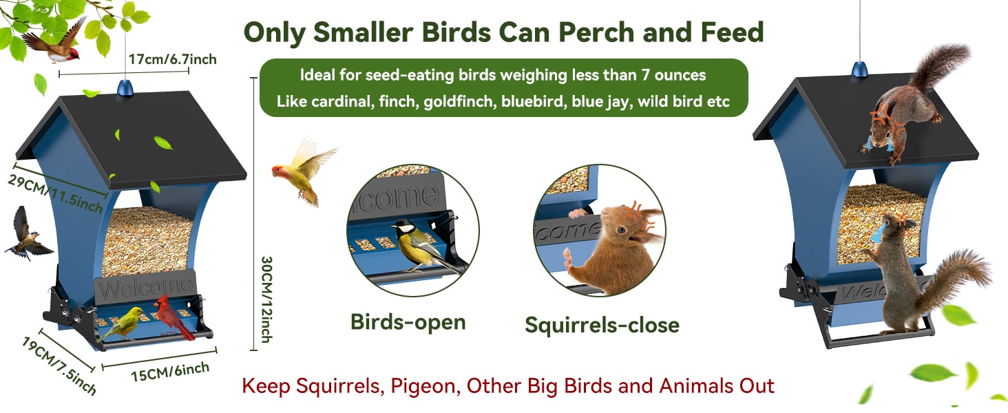 Bird Feeder for Small Songbirds