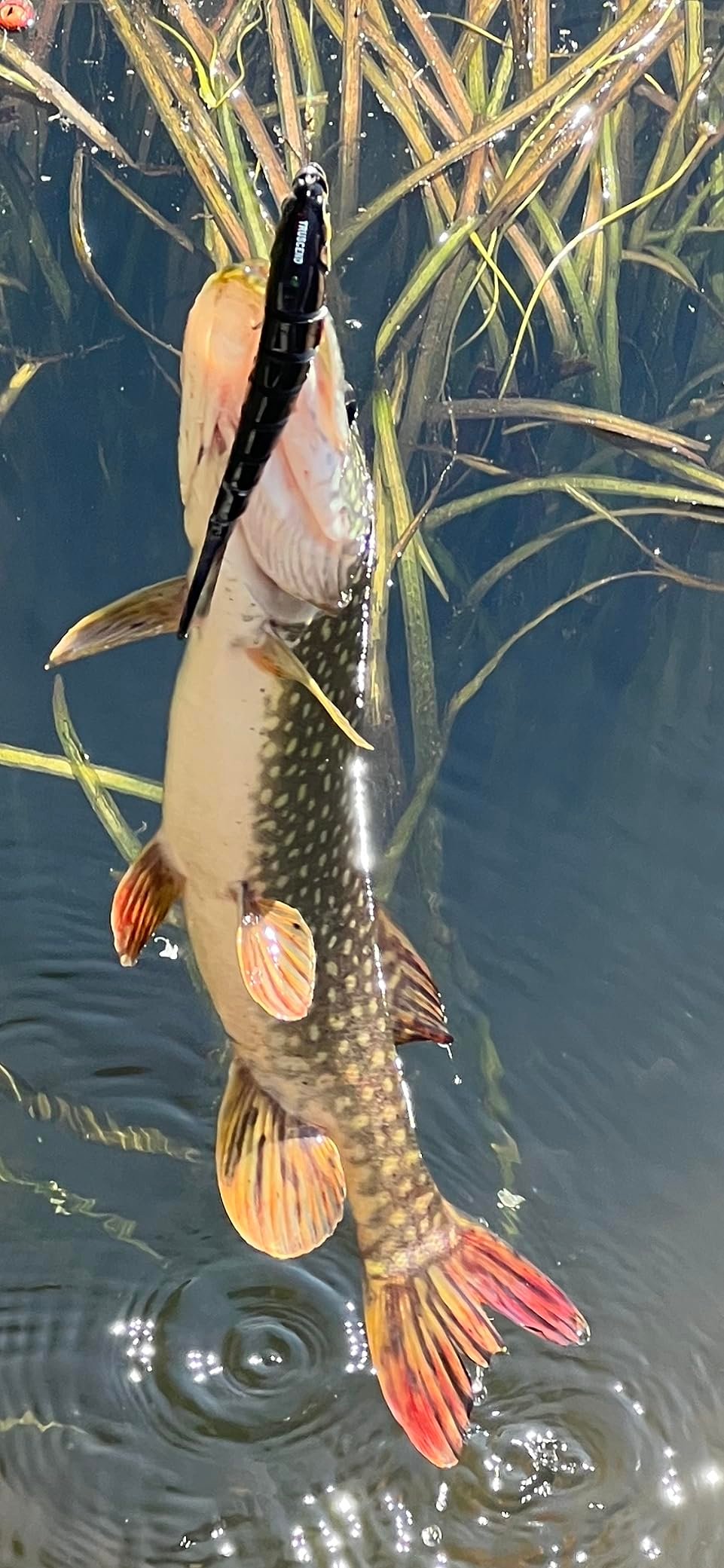 Awesome Lure! Awesome Lure!