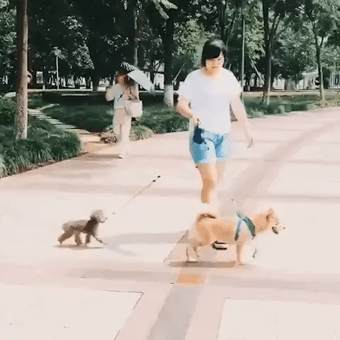 Dual Dog Leash with Tangle-Free Swivel & LED Light