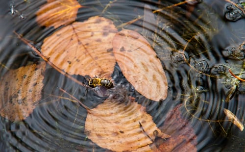 蜜蜂掉进水里会淹死吗? - 好奇号杂志官网