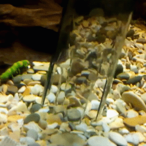 Electric aquarium gravel cleaner removing debris from fish tank