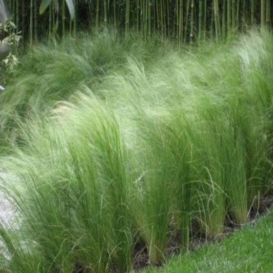 the mexican feather grass planted in mass as a border garden