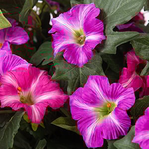 8 8