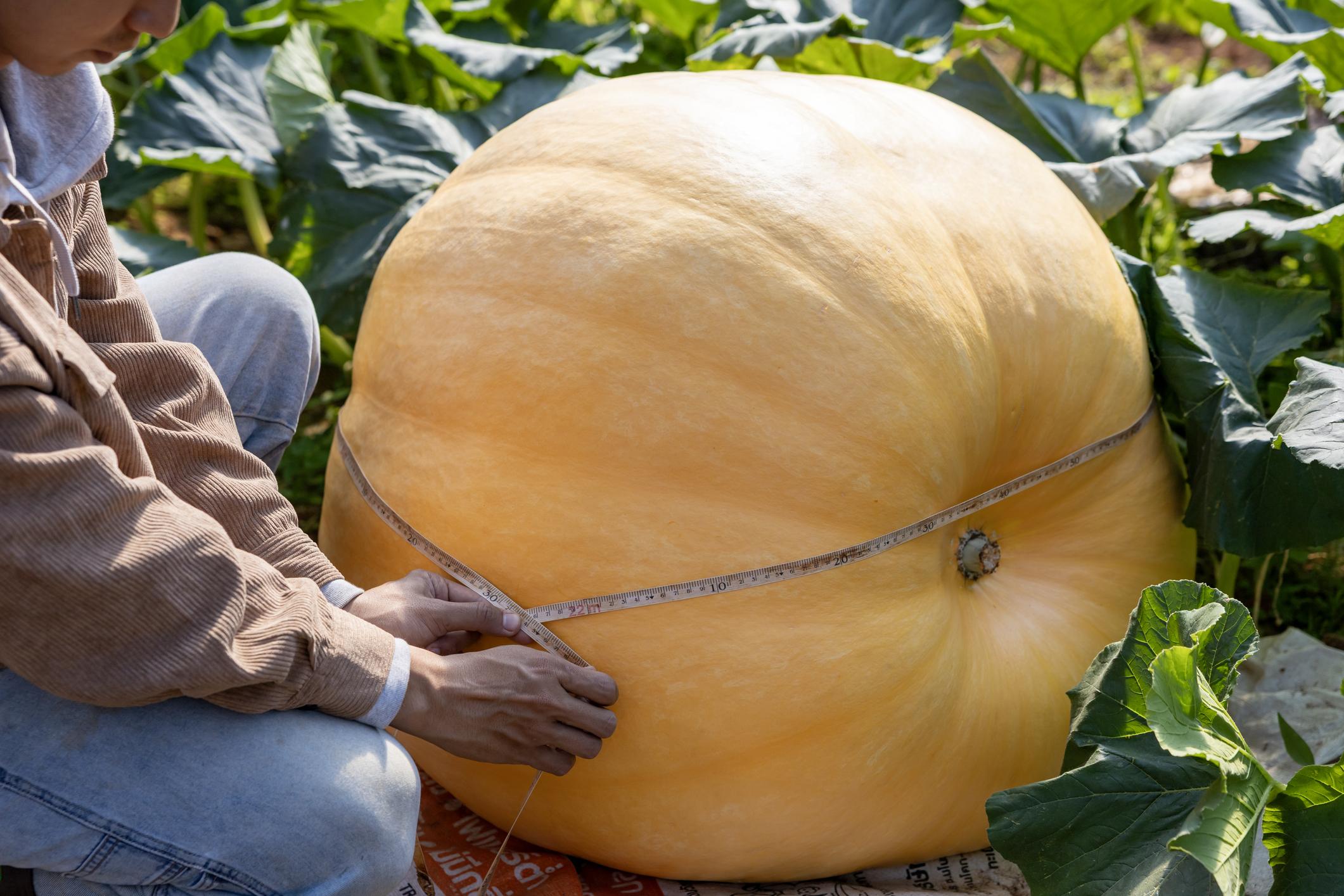 armer is growing giant atlantic pumpkin for the market contest display during fall and autumn harvest season while measuring for biggest statistic world record attempt