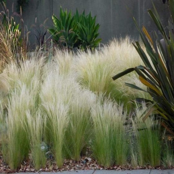 mexican feather grass has soft tan flower tufts on green foliage